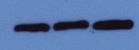 CPK-EF | Calcium-dependent protein kinase EF domain in the group Antibodies Plant/Algal / Developmental Biology / Signal transduction at Agrisera AB (Antibodies for research) (AS11 1807)